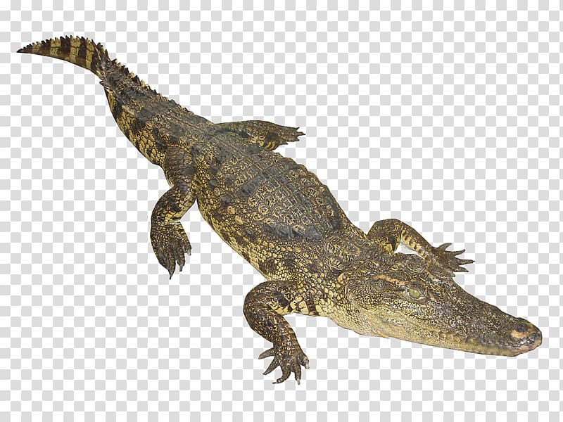 Nile crocodile Google Web crawler Animal, The bulk of the crocodile transparent background PNG clipart