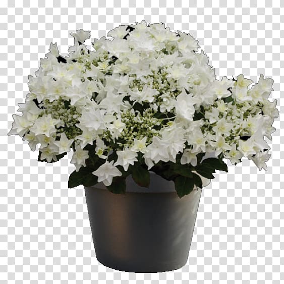 Plant White Hydrangea Cut flowers Cook\'s Garden Centre, hydrangea transparent background PNG clipart