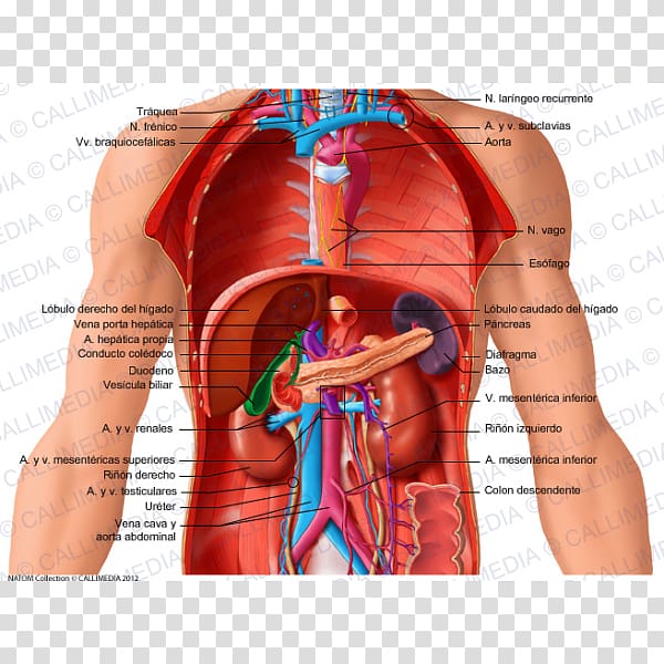 Abdomen Organ Human anatomy Illustration anatomique, others transparent background PNG clipart