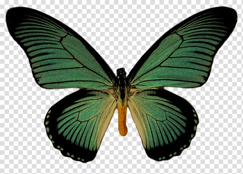 Swallowtail butterfly Pale clouded yellow Birdwing, butterfly transparent background PNG clipart