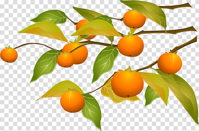 Kumquat Persimmon Tangerine Cartoon, cartoon persimmon transparent background PNG clipart