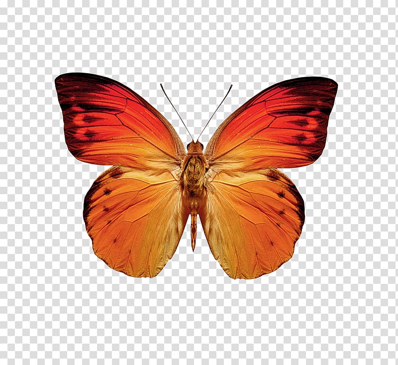 Butterfly Moth Greta oto Orange, butterfly transparent background PNG clipart