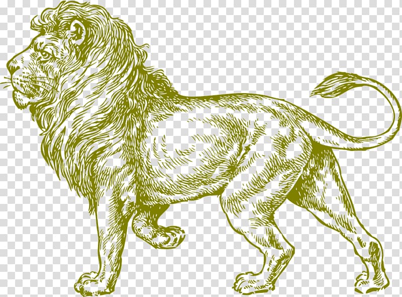 White lion Drawing Black and white , lion,animal,wild animals transparent background PNG clipart