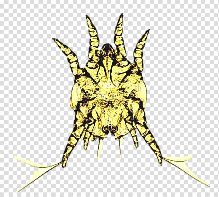 Insect Butterfly Art Otodectes Ear mite, insect transparent background PNG clipart