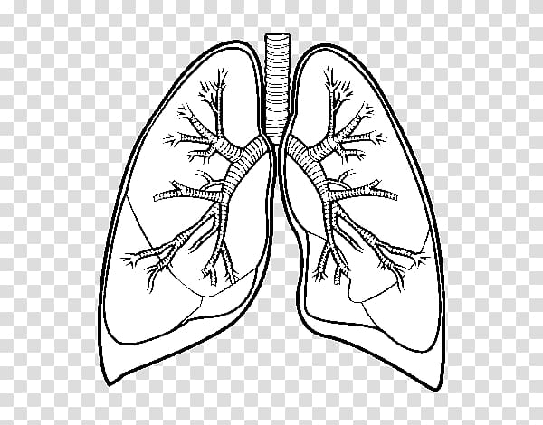 Lung Drawing Bronchus Human body, others transparent background PNG clipart