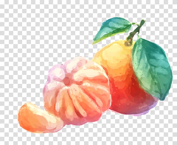 Mandarin orange Tangerine Drawing, orange transparent background PNG clipart