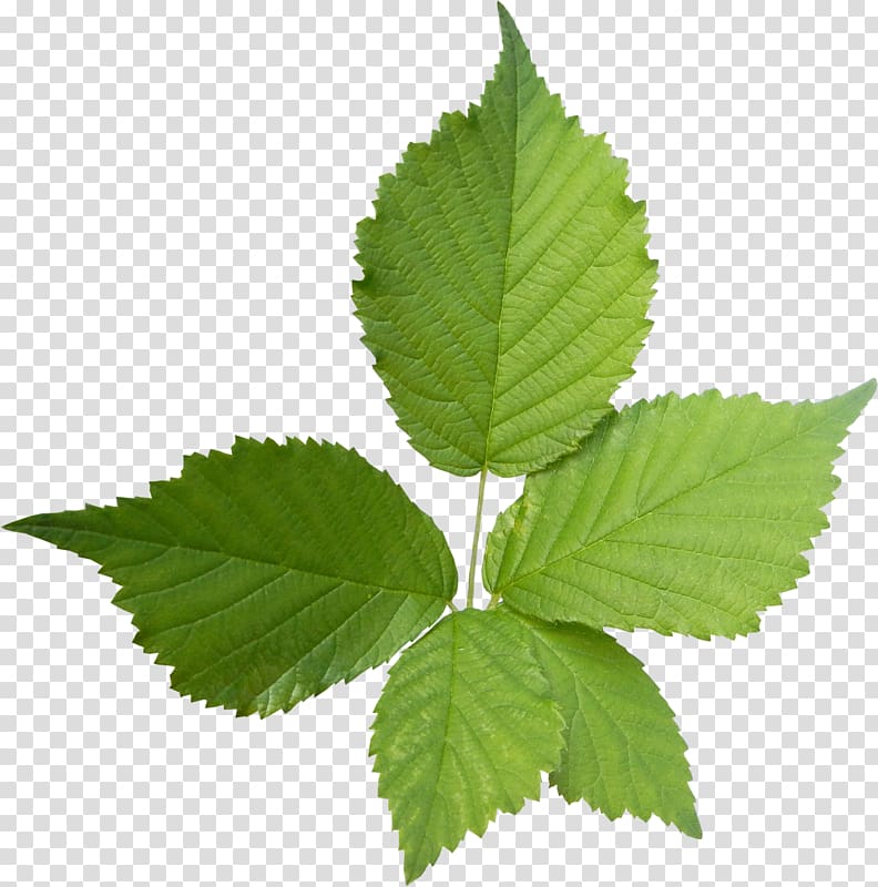 green leaf , mint transparent background PNG clipart