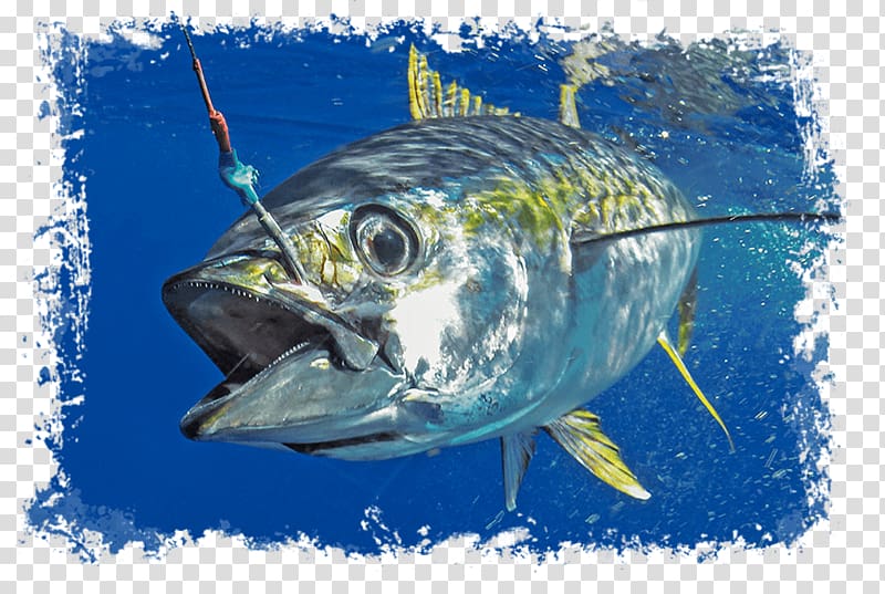 Pacific bluefin tuna Blackfin tuna Southern bluefin tuna Trolling Yellowfin tuna, tuna transparent background PNG clipart