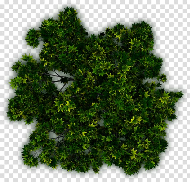 Tree Shrub Plant Evergreen, tree transparent background PNG clipart