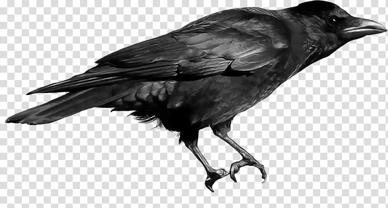 black raven bird, Black Crow transparent background PNG clipart