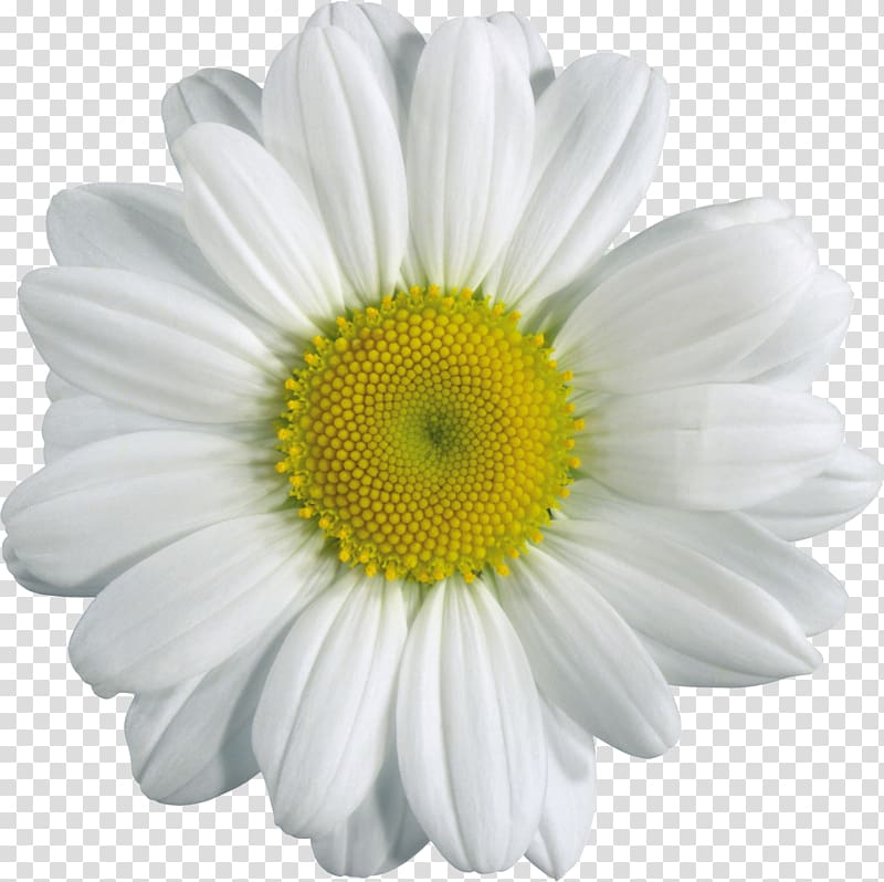 Camomile transparent background PNG clipart