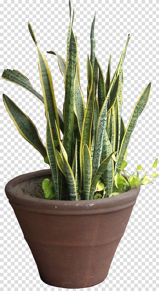 Viper\'s bowstring hemp Sansevieria cylindrica Plant Tropical Africa Tropics, tropical plant transparent background PNG clipart