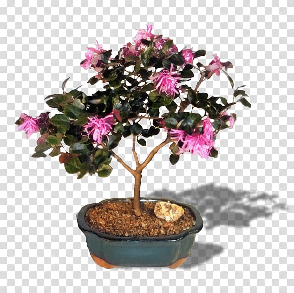 Azalea Chinese fringe flower Chinese sweet plum Tree Bonsai, tree transparent background PNG clipart