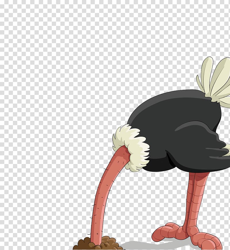 Common ostrich Bird , Meng stay ostrich transparent background PNG clipart