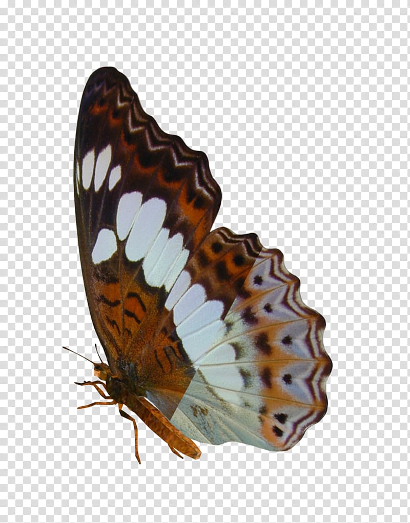 Butterfly Insect Art Moth, buterfly transparent background PNG clipart