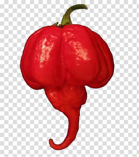 Habanero Capsicum annuum var. acuminatum Trinidad Scorpion Butch T pepper Trinidad moruga scorpion Carolina Reaper, others transparent background PNG clipart