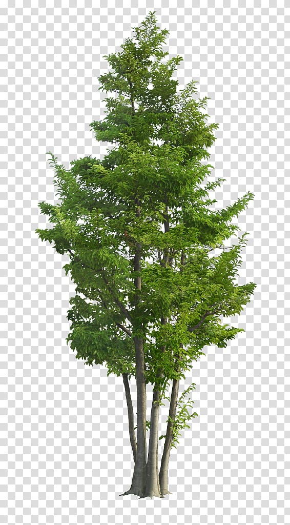 Populus nigra Tree, tree transparent background PNG clipart