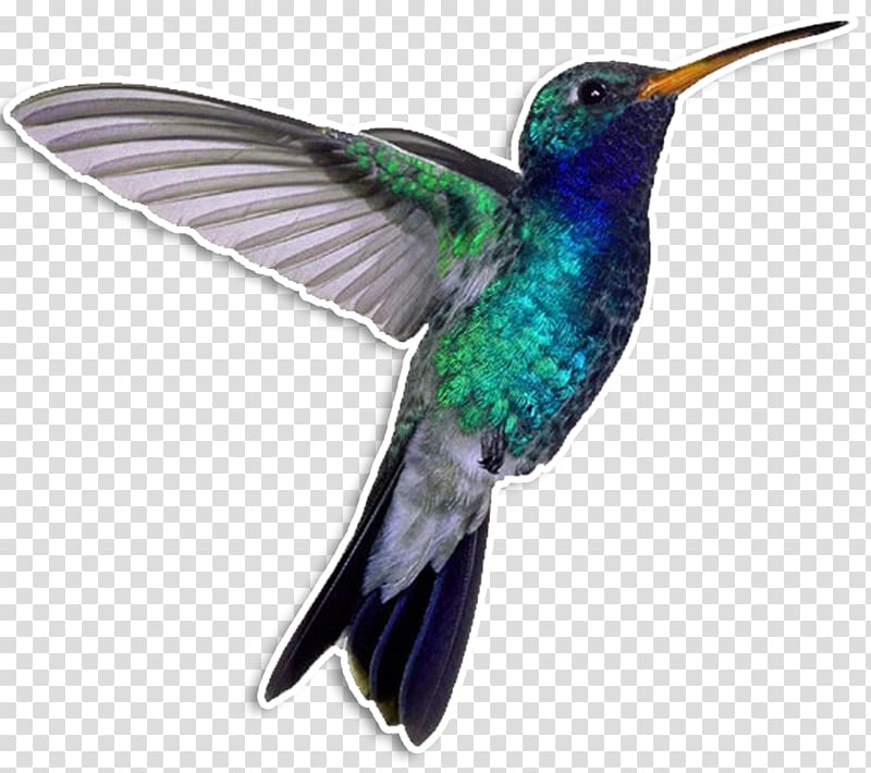 Hummingbird Drawing Blue-throated mountaingem, cock transparent background PNG clipart