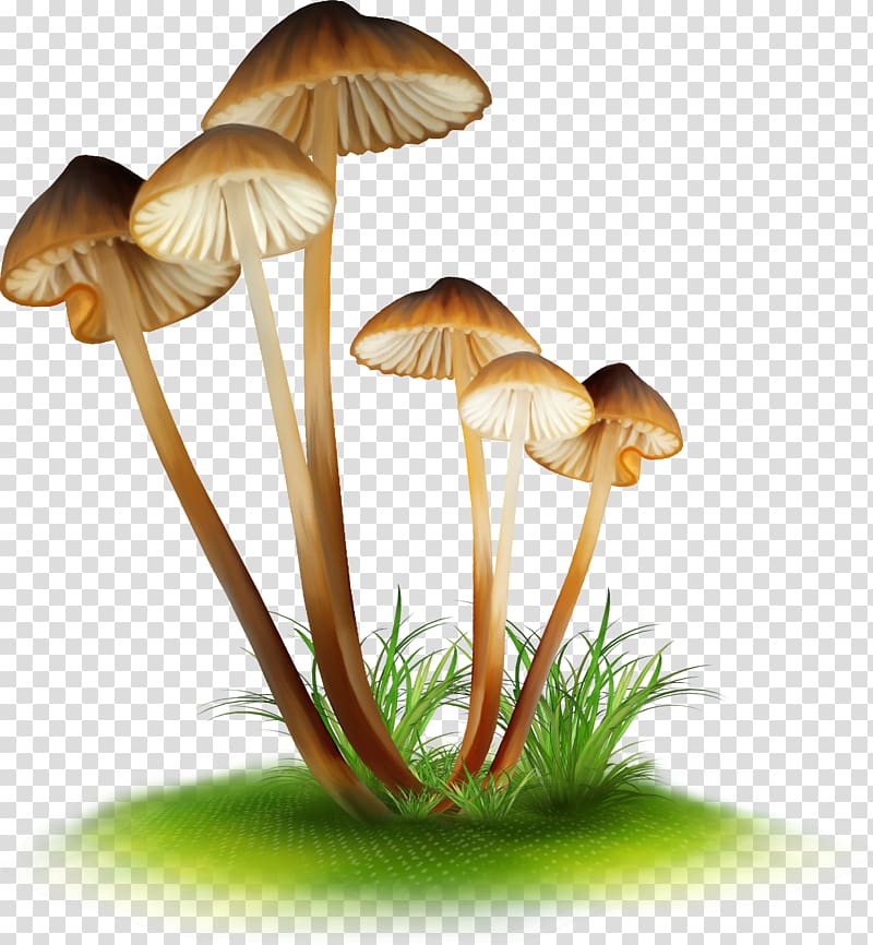 Edible mushroom False honey fungus Drawing Enokitake, armillaria mellea transparent background PNG clipart
