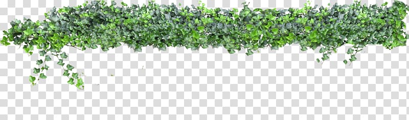 Animaatio Rendering , hanging vine transparent background PNG clipart