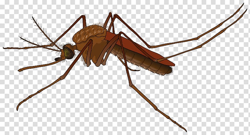 Flying Mosquitoes Scalable Graphics Pixel, Realistic transparent background PNG clipart