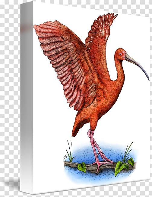 Scarlet ibis Water bird Beak, Bird transparent background PNG clipart