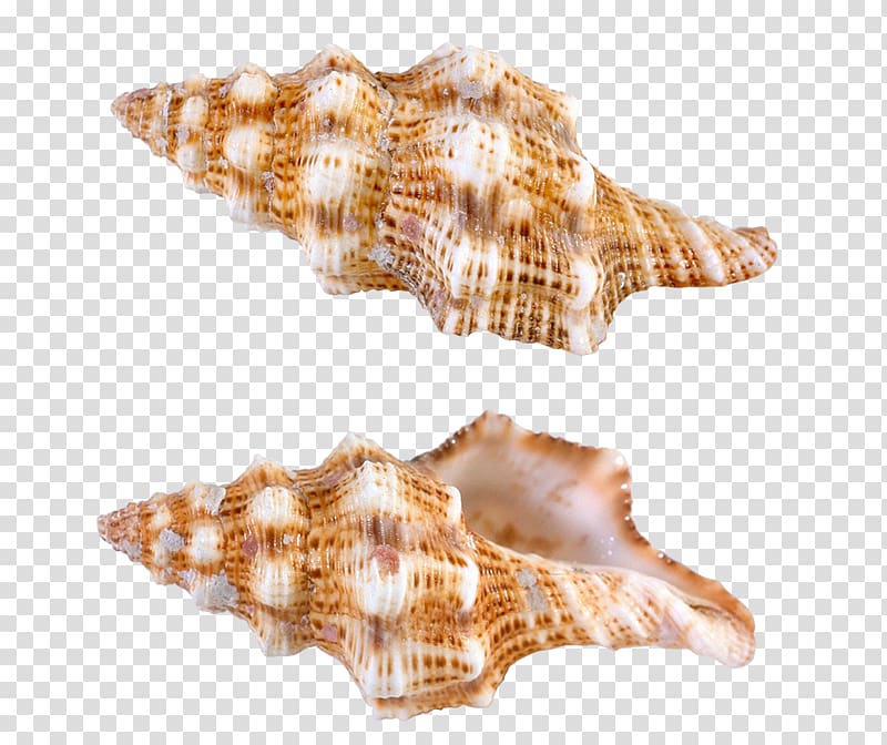 two beige conch shells, Papua New Guinea Seashell Computer file, Sea Snail Shells transparent background PNG clipart