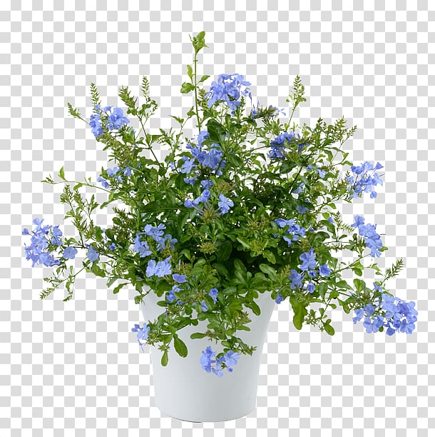 Plumbago auriculata Scorpion grasses Annual plant Perennial plant Flower, Moschops Capensis transparent background PNG clipart