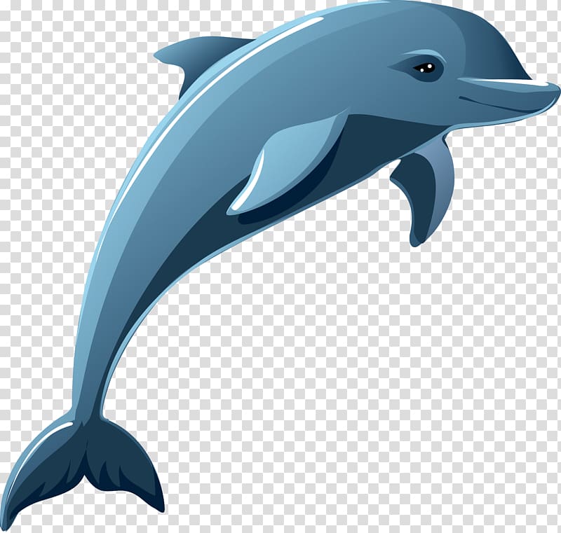 Dolphin , dolphin transparent background PNG clipart