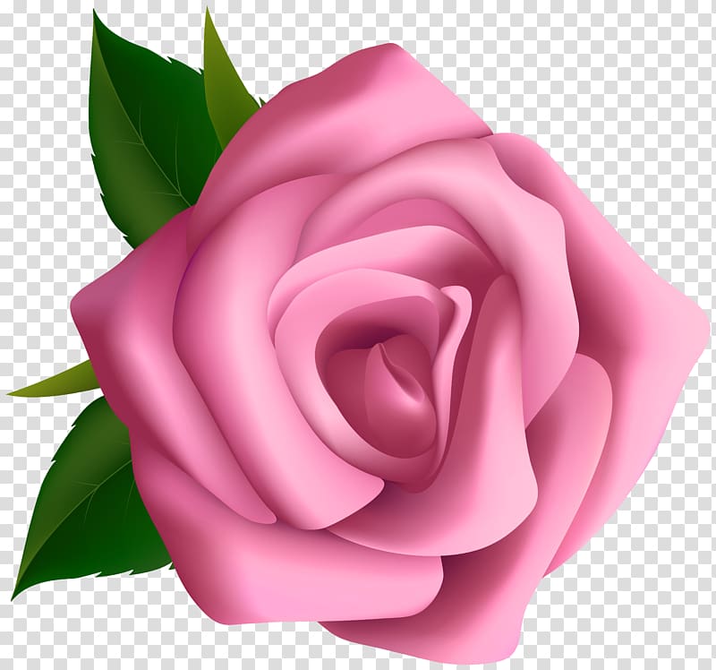 pink rose flower illustration, Rose Pink Flower , Soft Pink Rose transparent background PNG clipart