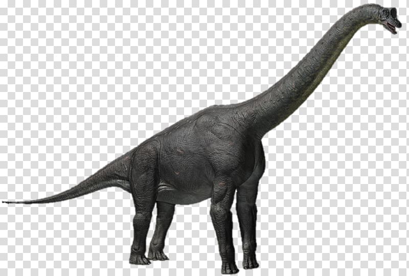 Alamosaurus Apatosaurus Triceratops Sauroposeidon Tyrannosaurus, dinosaur transparent background PNG clipart