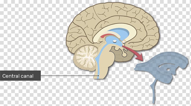 Ventricular system Human brain Lateral ventricles Cerebral aqueduct, primary motor cortex transparent background PNG clipart