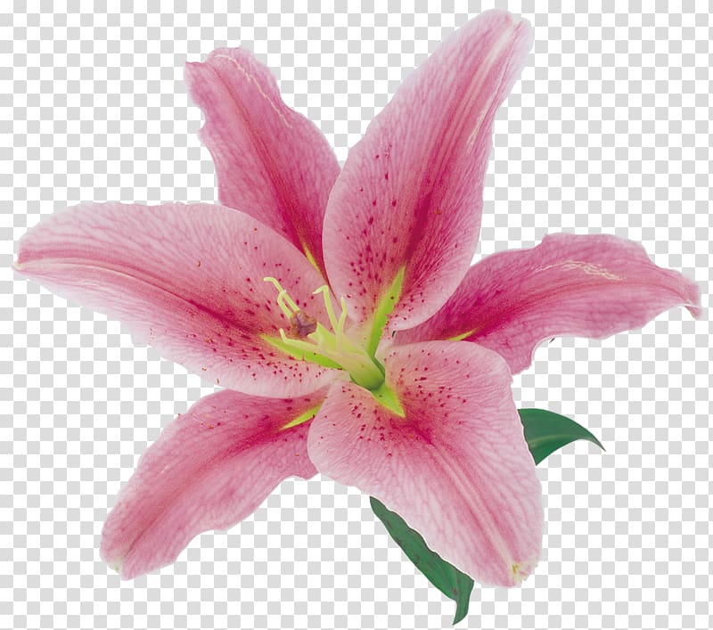 pink petaled flower, Lilium Flower T-shirt, flor transparent background PNG clipart
