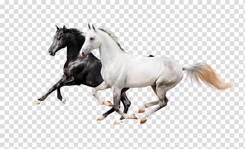 two black and white running horses illustration, Horse Icon, Two horses transparent background PNG clipart