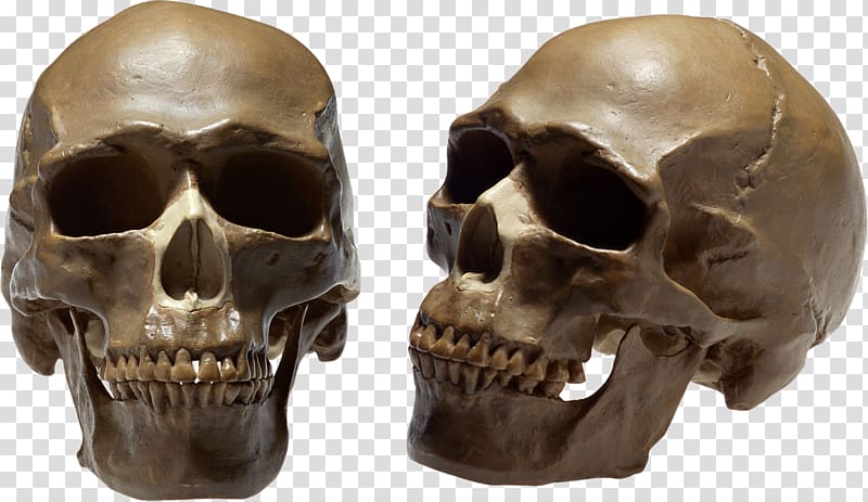 Human skull Human body, skull transparent background PNG clipart