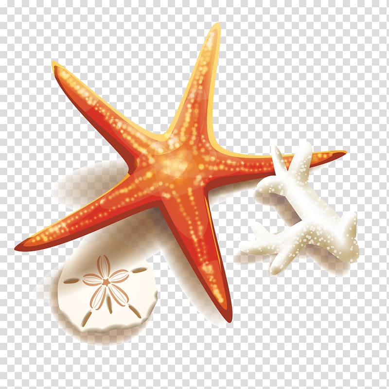 starfish, sand dollar, and coral icon, illustration , Starfish and coral transparent background PNG clipart