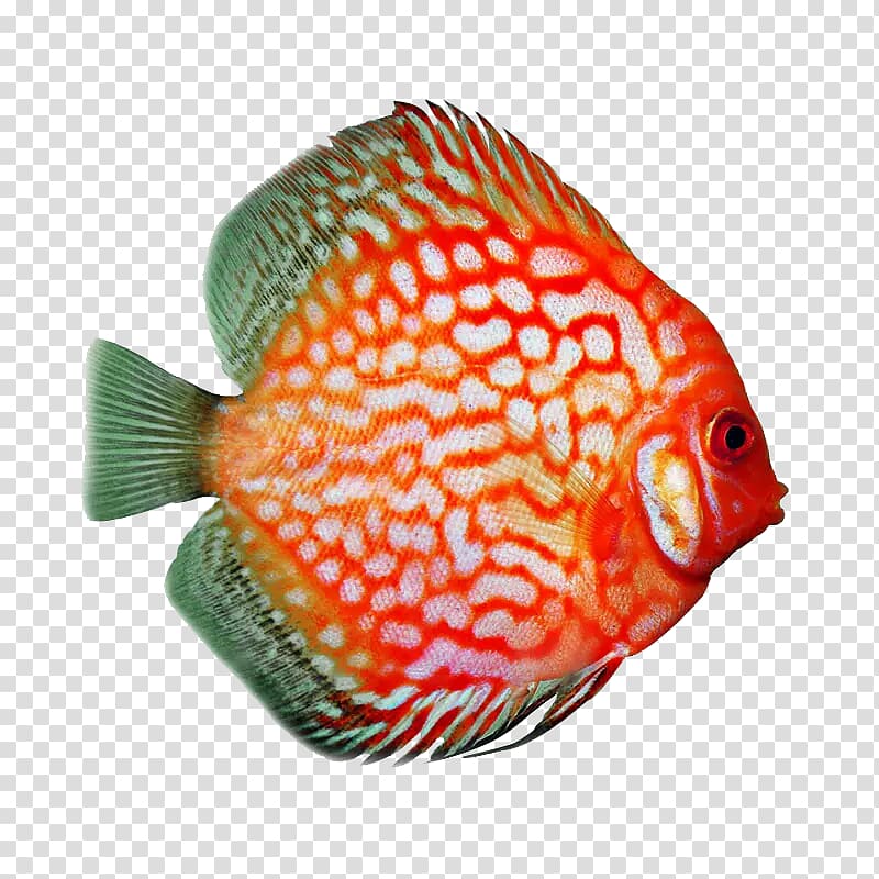 discus fish transparent background PNG clipart