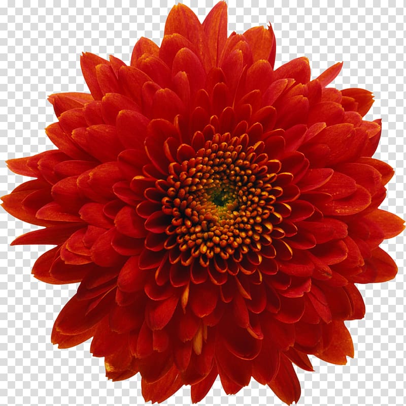 Chrysanthemum Red Flower , chrysanthemum transparent background PNG clipart