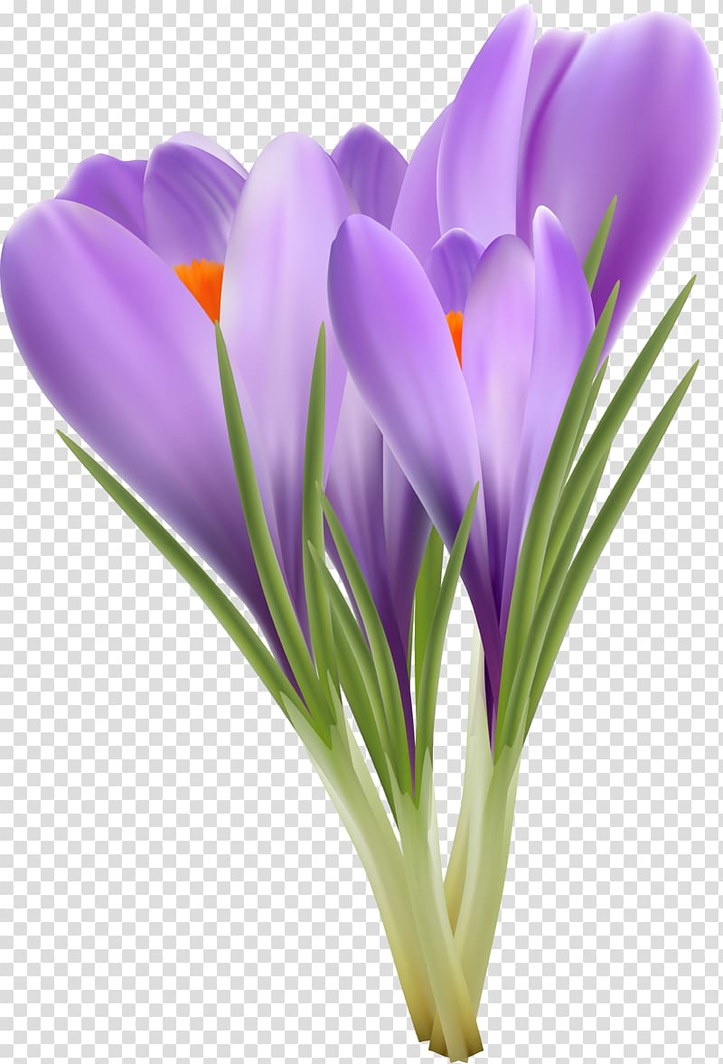 Flowering plant Crocus Violet Lilac, crocus transparent background PNG clipart