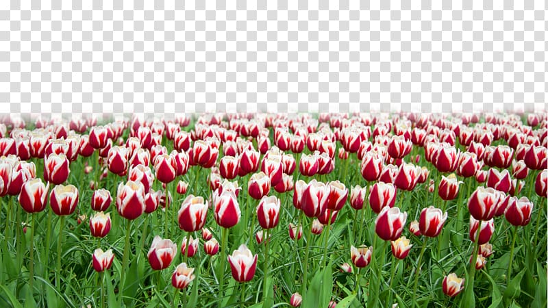 Tulip Flower Mattress Designer, Purple tulip flowers transparent background PNG clipart