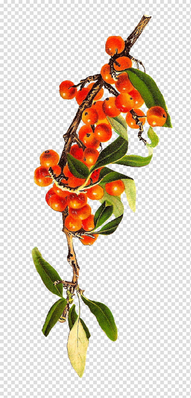 Berry Rowan , dragon fruit transparent background PNG clipart