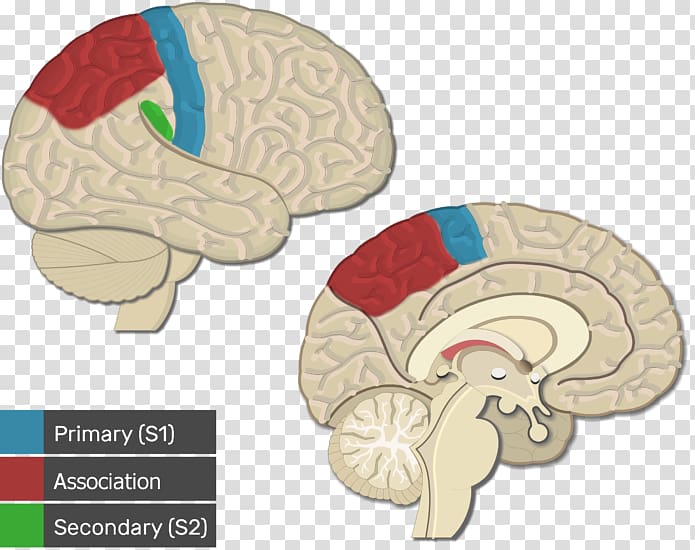 Visual cortex Cerebral cortex Primary motor cortex Brain, Brain transparent background PNG clipart