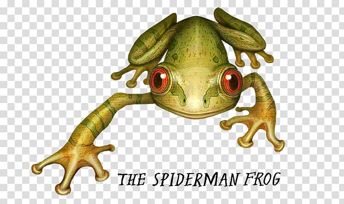 True frog Spider-Man Crazy Monster Frogs Amphibians, frog transparent background PNG clipart