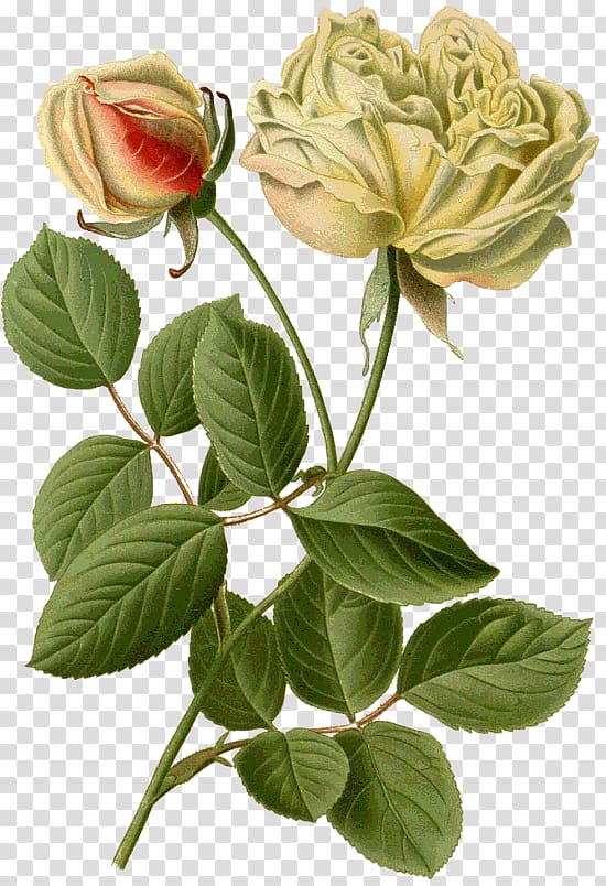 Garden roses Favourite flowers of garden and greenhouse Cabbage rose, Manu transparent background PNG clipart