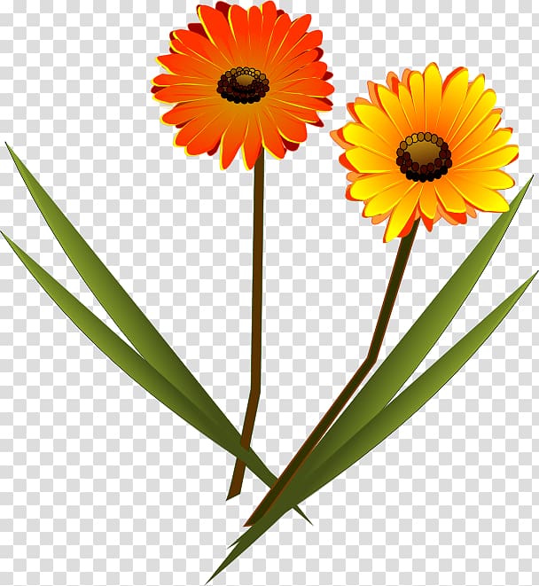 Transvaal daisy Drawing , gerbera transparent background PNG clipart