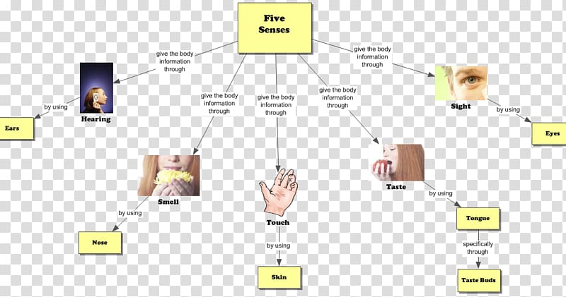 The Five Senses Concept map Olfaction Perception, five senses transparent background PNG clipart