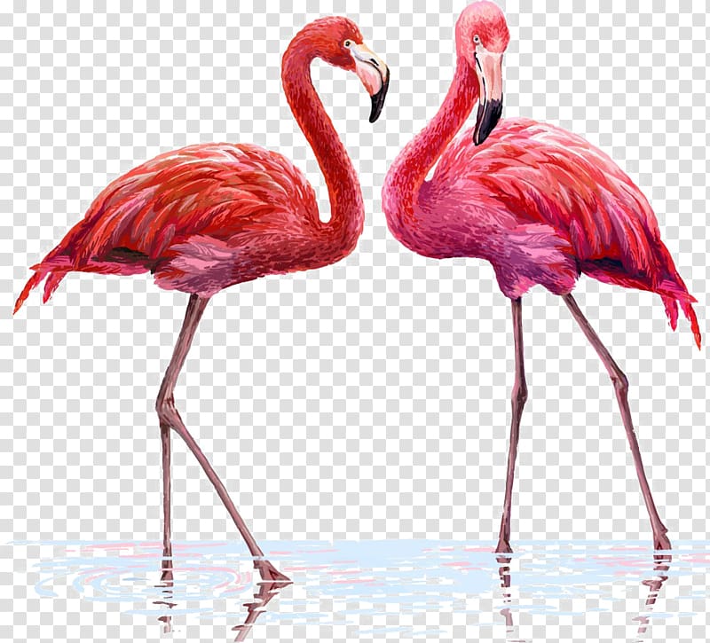 two pink flamingo birds , Flamingo Illustration, Two flamingos transparent background PNG clipart