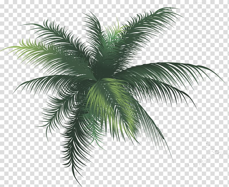 treelet Arecaceae Leaf Babassu, tree transparent background PNG clipart