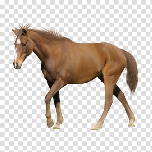 Tennessee Walking Horse Appaloosa American Miniature Horse Arabian horse Stallion, Walking horse transparent background PNG clipart