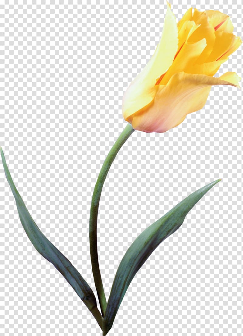 The Tulip: The Story of a Flower That Has Made Men Mad Petal Lady tulip Yellow, flower transparent background PNG clipart